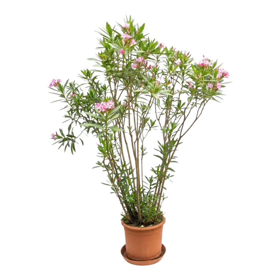 Oleander Busch schmal